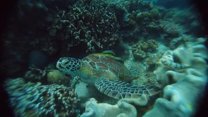 1Peace Beach Resort Anda  Bagian luar foto